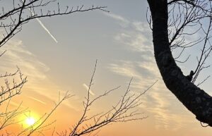 【夢日記】1月3月5月の集会