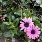 【夢日記】インドのギャラリーと北綾瀬