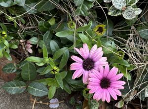 【夢日記】インドのギャラリーと北綾瀬