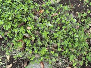 【夢日記】マダニを掃除機で吸う