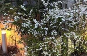 【夢日記】怖い上質な音楽とトランクス