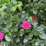 【夢日記】草野球のため友達に電話かけまくる