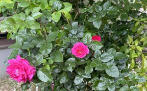 【夢日記】草野球のため友達に電話かけまくる