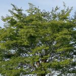 【夢日記】売れない芸人たちの対決中継