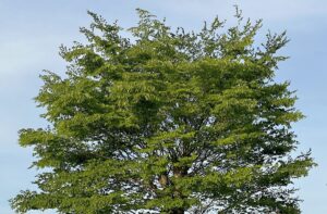 【夢日記】売れない芸人たちの対決中継