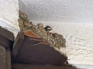 【夢日記】夢の中のヒーラー