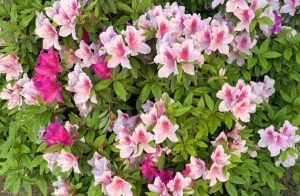 【夢日記】浜崎あゆみの謎