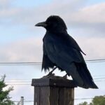 【夢日記】リンチ殺人と国会の委員会