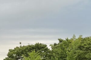 【夢日記】自己責任？