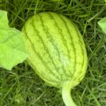 【夢日記】レンタカーショップ