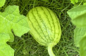 【夢日記】レンタカーショップ