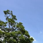 【夢日記】葬儀でガス中毒?