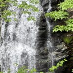 【夢日記】緑を増やす活動を始めた先輩の話をする僕