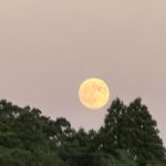 【夢日記】妙な寺院で修行して覚醒