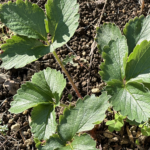 【夢日記】不安定な組み立て家具