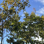 【夢日記】タイで現地の人たちと研究をする