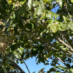 【夢日記】土産物で出会った行商は北欧神話レルの民