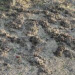 【夢日記】8月ショッピングモールで大地震