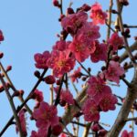 【夢日記】ボロアパートが地震で崩れる